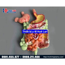 Mô hình giải phẫu hệ tiêu hóa 3D